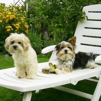 Das Bild zeigt den Hund eines unserer Kunden