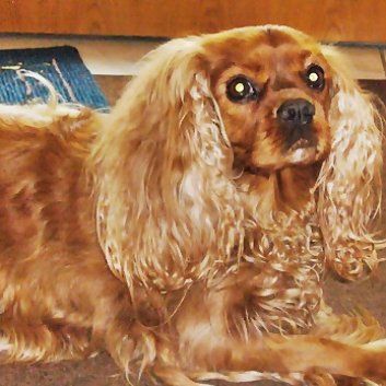 Das Bild zeigt den Hund eines unserer Kunden