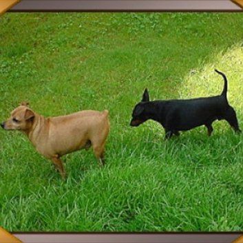 Das Bild zeigt den Hund eines unserer Kunden