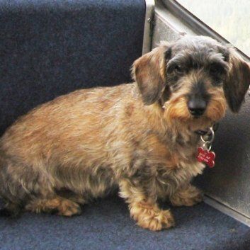 Das Bild zeigt den Hund eines unserer Kunden