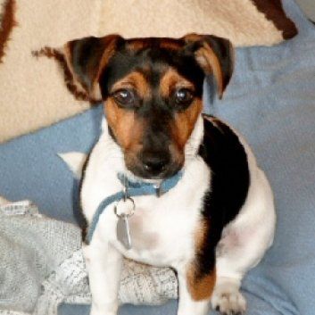 Das Bild zeigt den Hund eines unserer Kunden