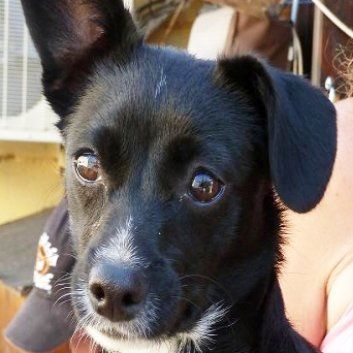 Das Bild zeigt den Hund eines unserer Kunden