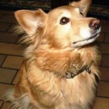 Das Bild zeigt den Hund eines unserer Kunden