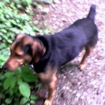 Das Bild zeigt den Hund eines unserer Kunden