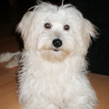 Das Bild zeigt den Hund eines unserer Kunden