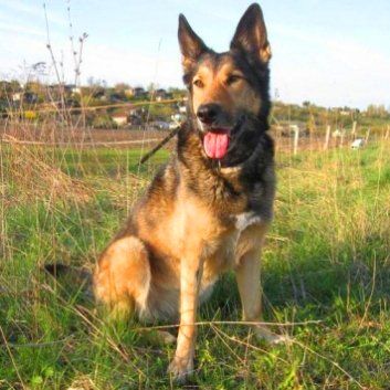 Das Bild zeigt den Hund eines unserer Kunden