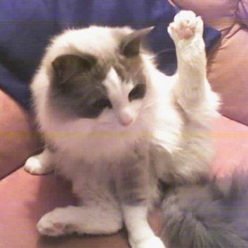 Das Bild zeigt den Hund eines unserer Kunden