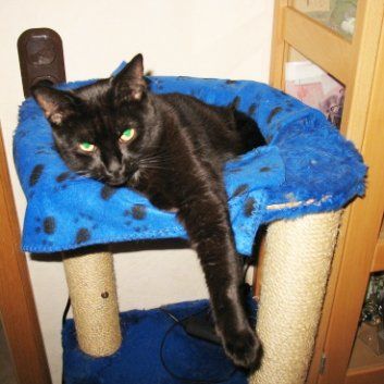 Das Bild zeigt den Hund eines unserer Kunden