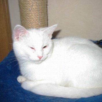 Das Bild zeigt den Hund eines unserer Kunden