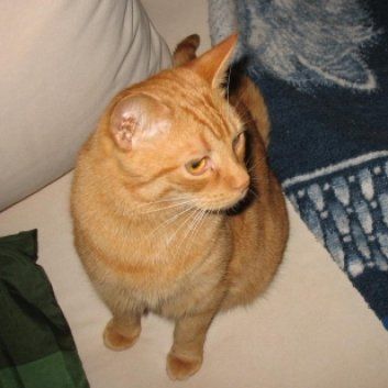 Das Bild zeigt den Hund eines unserer Kunden