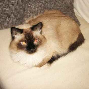 Das Bild zeigt den Hund eines unserer Kunden