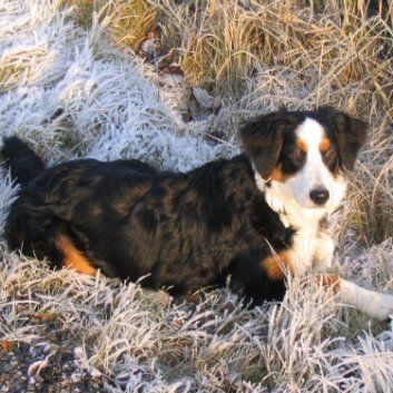 Das Bild zeigt den Hund eines unserer Kunden