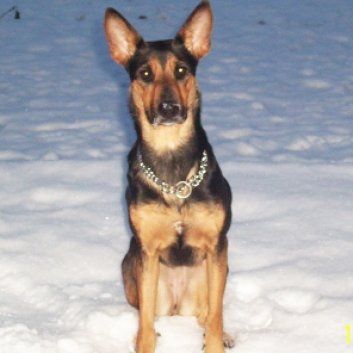 Das Bild zeigt den Hund eines unserer Kunden