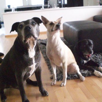 Das Bild zeigt den Hund eines unserer Kunden