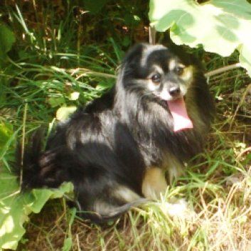 Das Bild zeigt einen Hund aus der Rubik Kundenfeedbacks