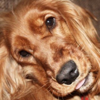 Das Bild zeigt einen Hund aus der Rubik Kundenfeedbacks