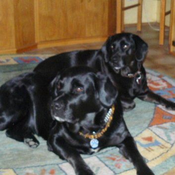 Das Bild zeigt einen Hund aus der Rubik Kundenfeedbacks