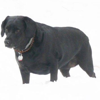 Das Bild zeigt einen Hund aus der Rubik Kundenfeedbacks