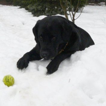 Das Bild zeigt einen Hund aus der Rubik Kundenfeedbacks
