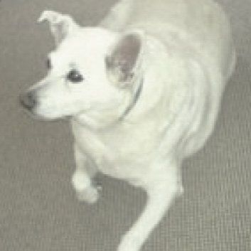 Das Bild zeigt einen Hund aus der Rubik Kundenfeedbacks