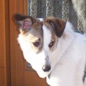 Das Bild zeigt einen Hund aus der Rubik Kundenfeedbacks