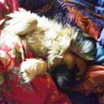 Das Bild zeigt einen Hund aus der Rubik Kundenfeedbacks