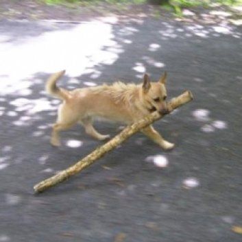 Das Bild zeigt einen Hund aus der Rubik Kundenfeedbacks