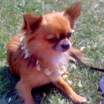 Das Bild zeigt einen Hund aus der Rubik Kundenfeedbacks