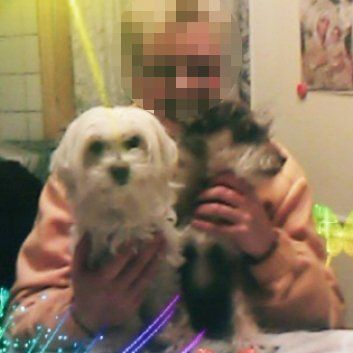 Das Bild zeigt einen Hund aus der Rubik Kundenfeedbacks