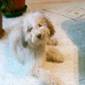 Das Bild zeigt einen Hund aus der Rubik Kundenfeedbacks