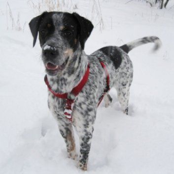 Das Bild zeigt einen Hund aus der Rubik Kundenfeedbacks