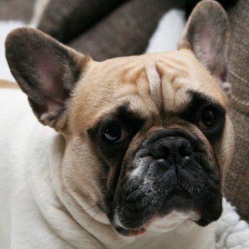 Das Bild zeigt einen Hund aus der Rubik Kundenfeedbacks