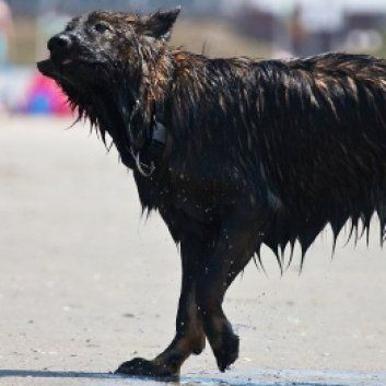 Das Bild zeigt einen Hund aus der Rubik Kundenfeedbacks