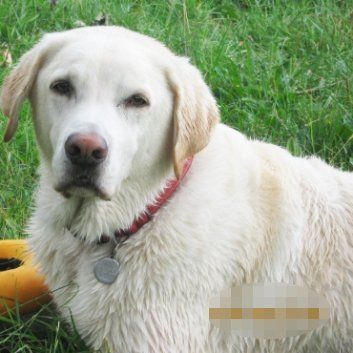 Das Bild zeigt einen Hund aus der Rubik Kundenfeedbacks