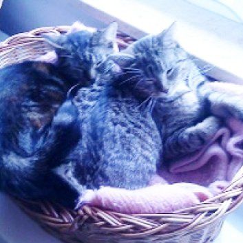 Das Bild zeigt einen Hund aus der Rubik Kundenfeedbacks