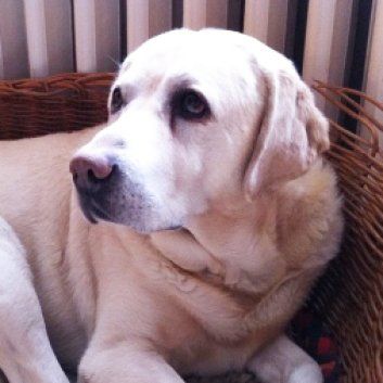 Das Bild zeigt einen Hund aus der Rubik Kundenfeedbacks