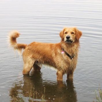 Das Bild zeigt einen Hund aus der Rubik Kundenfeedbacks