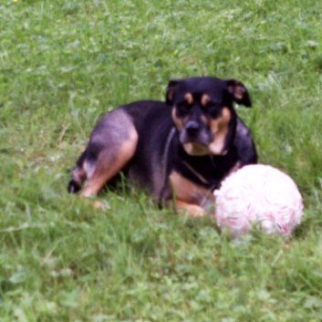 Das Bild zeigt einen Hund aus der Rubik Kundenfeedbacks