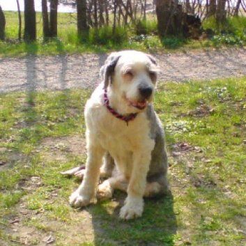 Das Bild zeigt einen Hund aus der Rubik Kundenfeedbacks