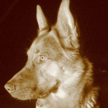 Das Bild zeigt einen Hund aus der Rubik Kundenfeedbacks