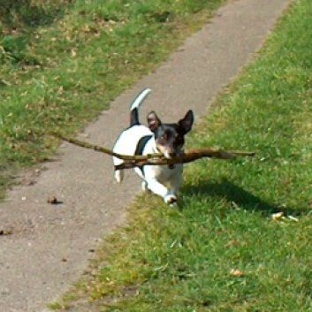 Das Bild zeigt einen Hund aus der Rubik Kundenfeedbacks