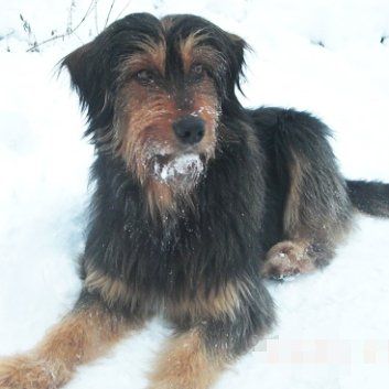 Das Bild zeigt einen Hund aus der Rubik Kundenfeedbacks