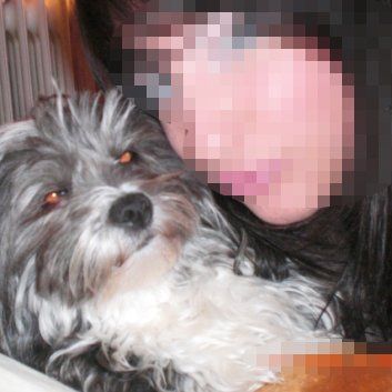 Das Bild zeigt einen Hund aus der Rubik Kundenfeedbacks