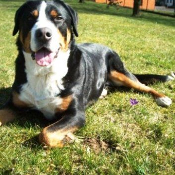 Das Bild zeigt einen Hund aus der Rubik Kundenfeedbacks