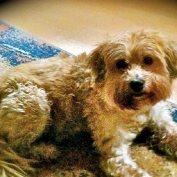 Das Bild zeigt einen Hund aus der Rubik Kundenfeedbacks