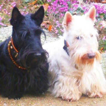 Das Bild zeigt einen Hund aus der Rubik Kundenfeedbacks