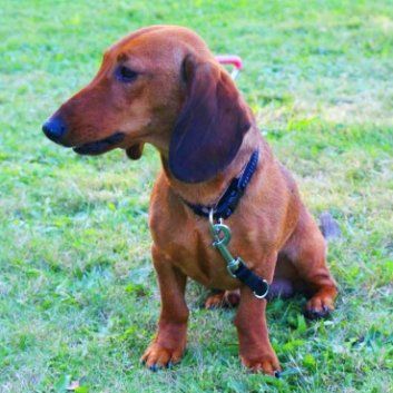 Das Bild zeigt einen Hund aus der Rubik Kundenfeedbacks