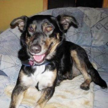 Das Bild zeigt einen Hund aus der Rubik Kundenfeedbacks