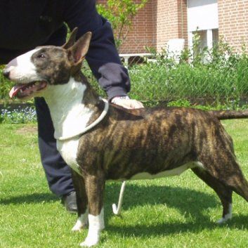 Das Bild zeigt einen Hund aus der Rubik Kundenfeedbacks