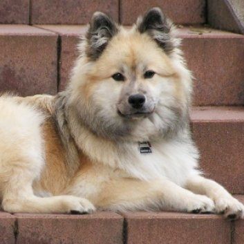 Das Bild zeigt einen Hund aus der Rubik Kundenfeedbacks